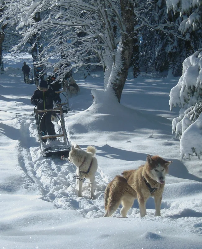 Clos De La Vallee Blanche Chien De Traineaux Isere Decouverte Chien De Traineaux Clos De La Vallee Blanche Chien De Traineaux Isere Decouverte Chien De Traineaux