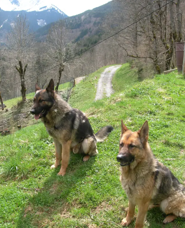 Clos De La Vallee Blanche Chien De Traineaux Isere Elevage De Bergers Allemands Clos De La Vallee Blanche Chien De Traineaux Isere Elevage De Bergers Allemands